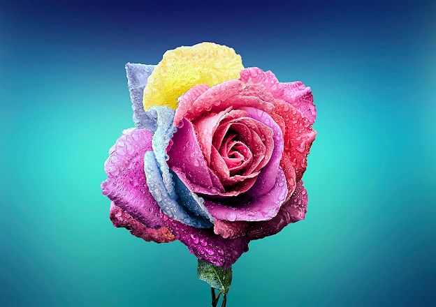 A rose for all women day feast