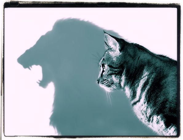 Self-confidence aphorisms Self-confidence aphorisms